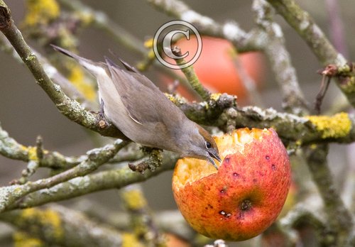 Female Blackcap DM0760